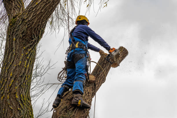 Best Fruit Tree Pruning  in Spring Valley, CA