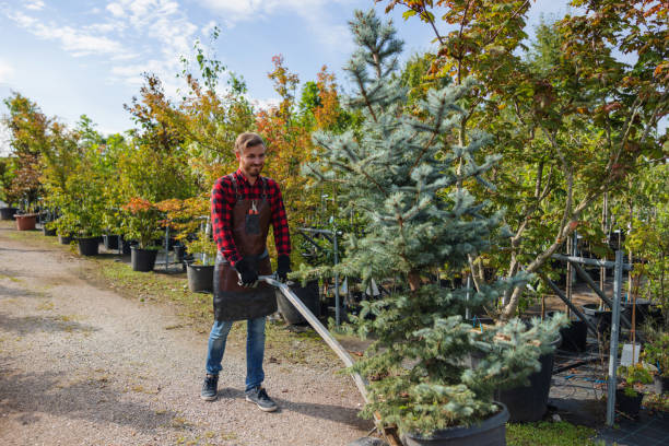 How Our Tree Care Process Works  in  Spring Valley, CA