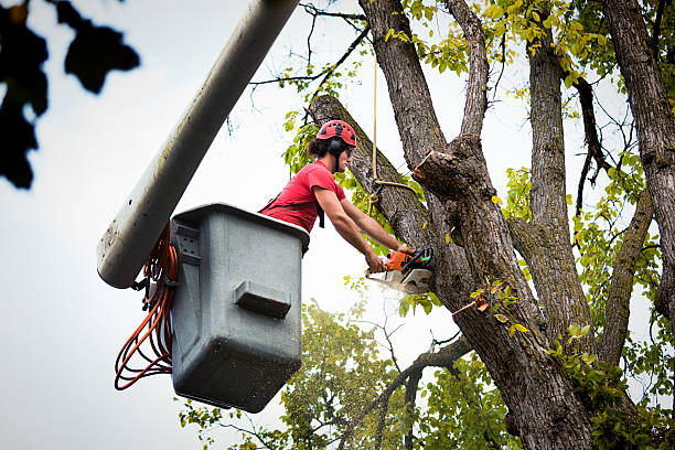 Best Tree Cabling and Bracing  in Spring Valley, CA